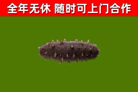 晋源烟酒回收干海参.jpg